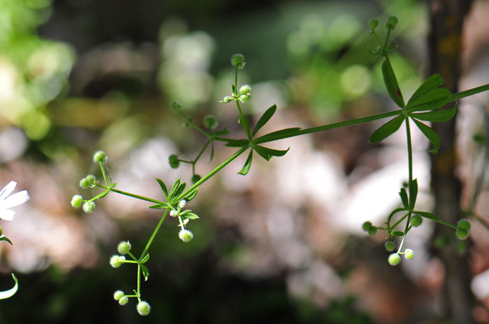 Common Bedstraw has sticky weak stems that easily break. The have small hooked prickles which makes them stick to material. The fruits are a nutlet. Galium aparine